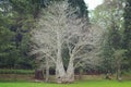 Baobab tree Royalty Free Stock Photo